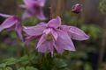 Clematis macropetala Markham's Pink-1 Powojnik